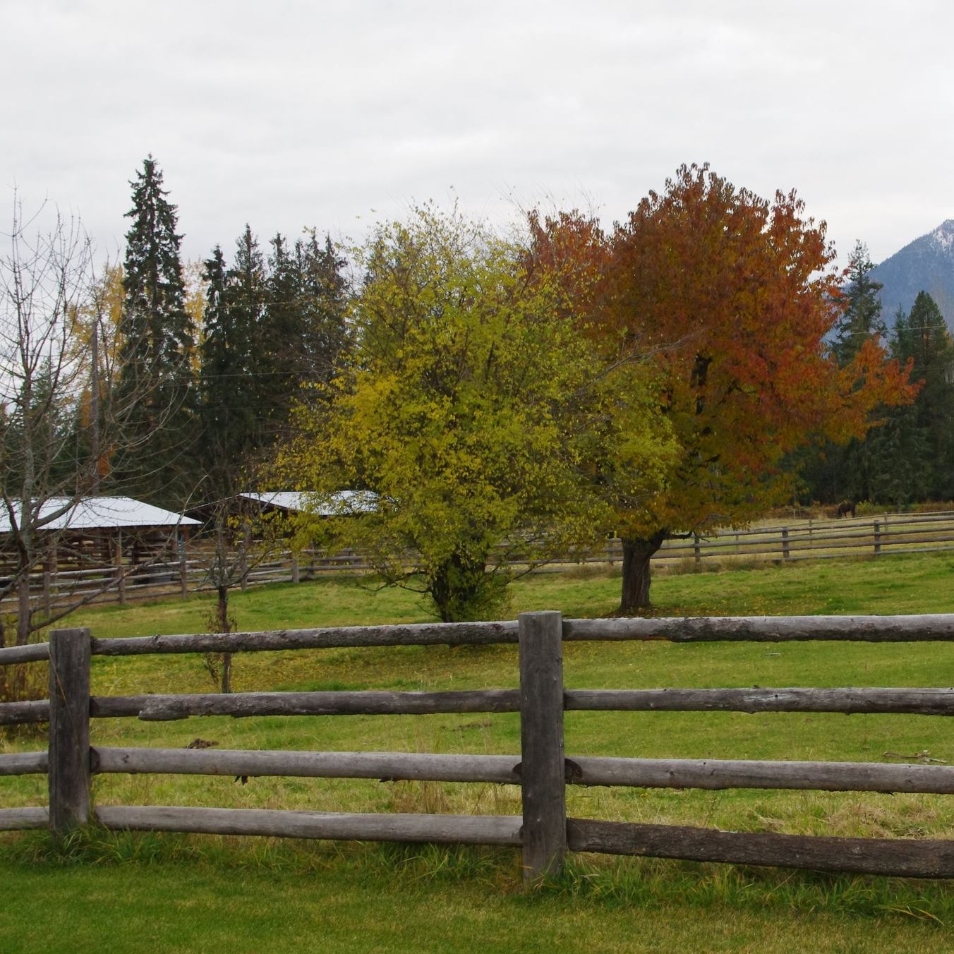 Nakusp Creek Quarter Horses