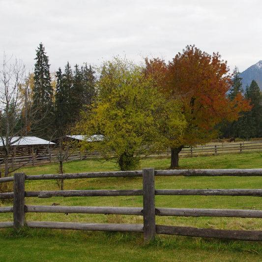 Nakusp Creek Quarter Horses